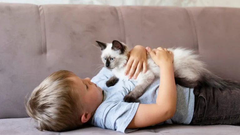 Health considerations for cats and infants safe care daily